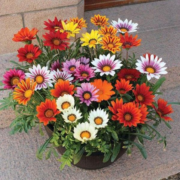 Gazania (Any Color) 4" Bag