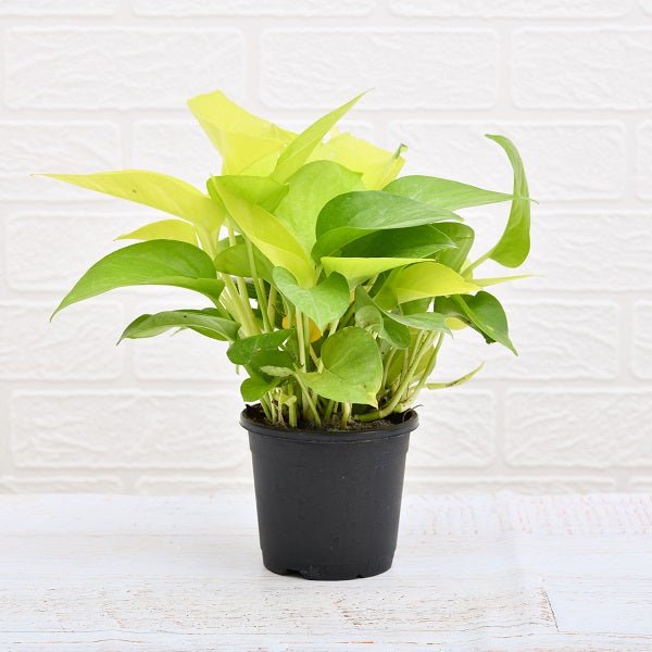 Golden Money Plant 5" Black Pot