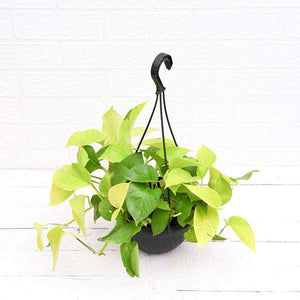 Golden Money Plant 8" Hanging Pot