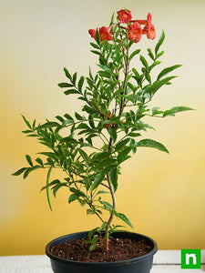 Hybrid Shrub Orange Tecoma Plant- 6" Pot/Bag