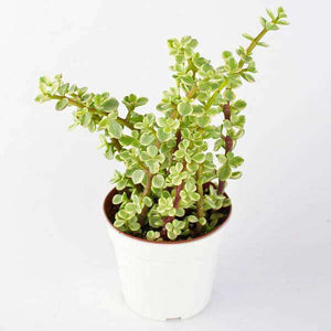 Variegated elephant bush, Jade plant variegated - Succulent Plant 5" Pot