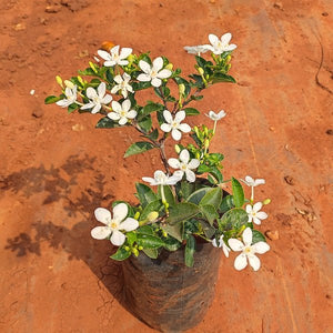 Srilankan Tagar (White) - Plant 7" Bag