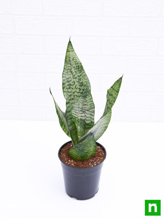 Snake Green Dwarf 6" Pot