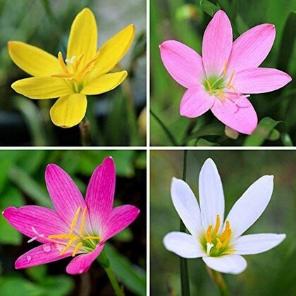 Rain lily(Any Color) Plant 4" Bag