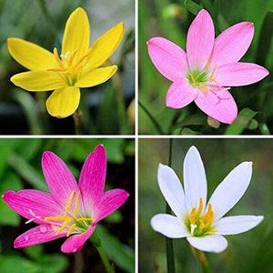 Rain lily(Any Color) Plant 4" Bag