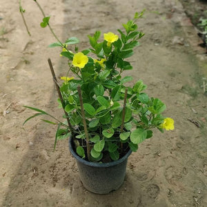 Allamanda Creeper Yellow 6" Bag