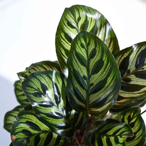 Calathea Makoyana Peacock 6" Pot