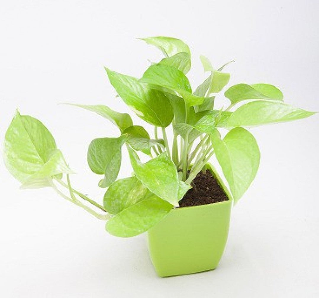 Golden Money Plant 6" Green Square Pot