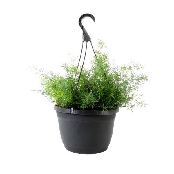 Asparagus densiflorus 8" Pot Hanging