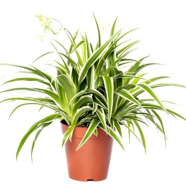 Chlorophytum Spider Plant 6"Nursery Pot/Bag