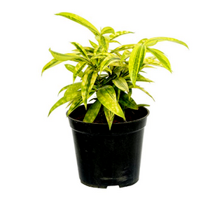 Dracaena Golden Milky Plant 5" Pot