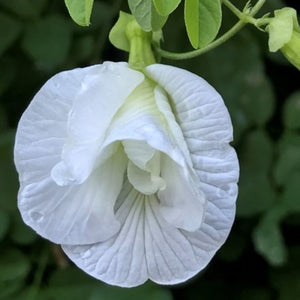 Aparajita Plant (Double Petal) White 7" Bag