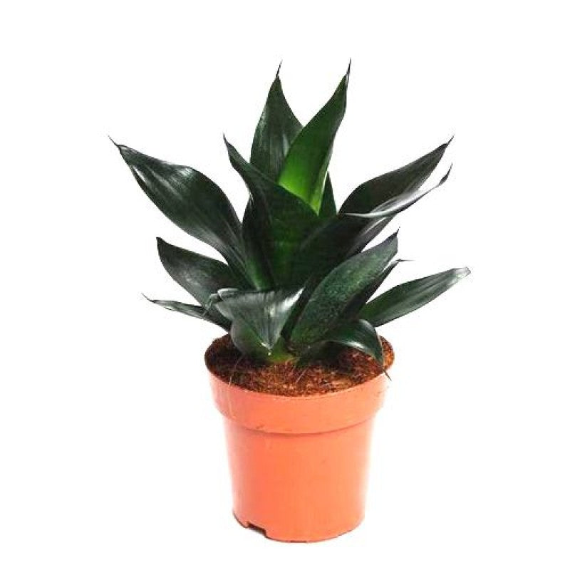 Green Jade Birdsnest Snake Plant - Sanseveria 5"Pot