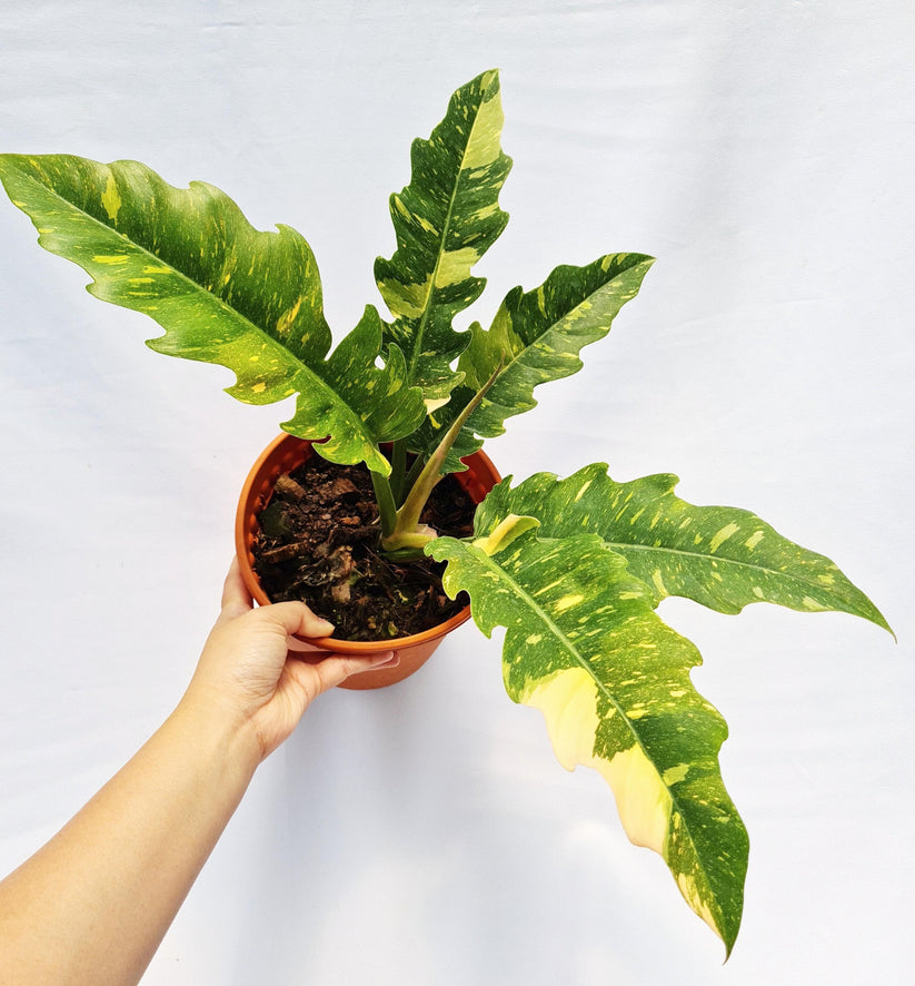 Philodendron narrow Ring of Fireplants