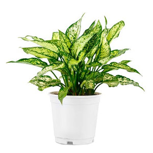 Aglaonema Snow White 8" White Plastic Pot