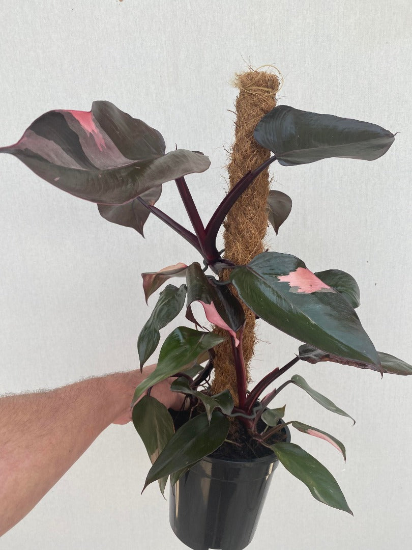 Philodendron pink princess Plant On 3Ft. Moss Pole 8" Pot