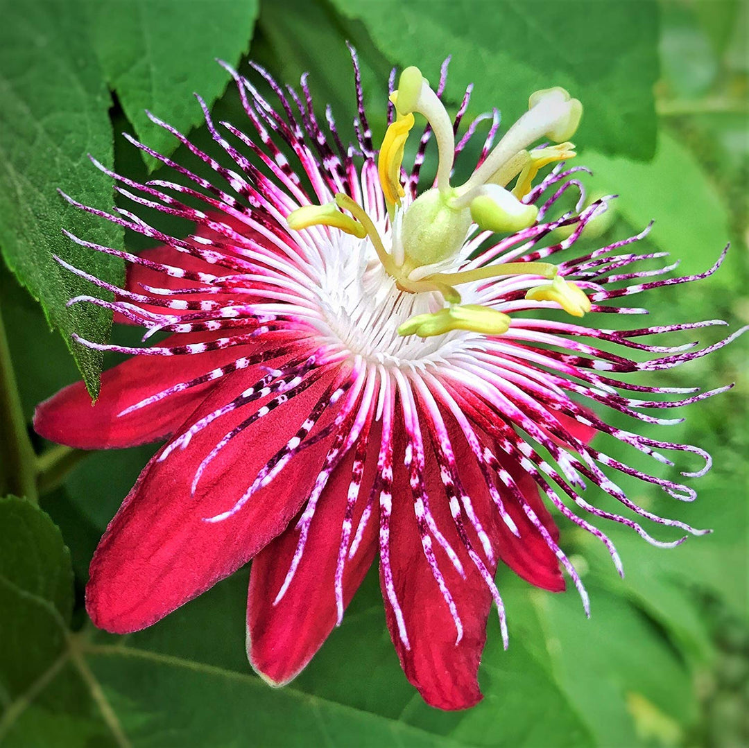 Rakhi Bel,Passion Flower or Krishna Kamal 8" Pot