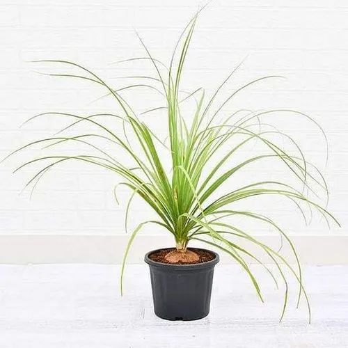 Ponytail Palm 6" Nursery Pot/Bag