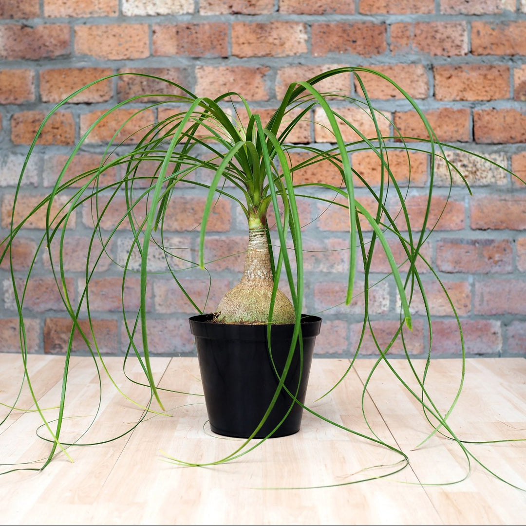 Ponytail Palm 6" Nursery Pot/Bag