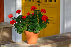 Geranium (Any Color) 6" Pot