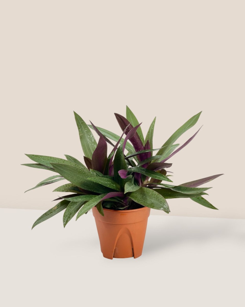 Rhoeo Plant 6" Pot