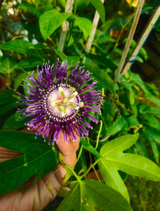 Rakhi Bel,Passion Flower, Krishan Kamal Plant 8"Pot