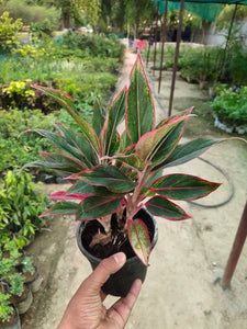 Aglaonema Lipstick 6" White Pot