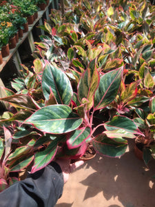 Aglaonema Lipstick 6" White Pot