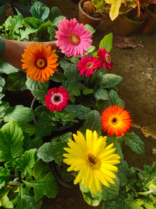 Gerbera Any Color 6" Pot