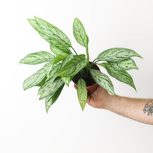 Aglaonema Silver Queen (Chinese Evergreen) 7 Inch Bag