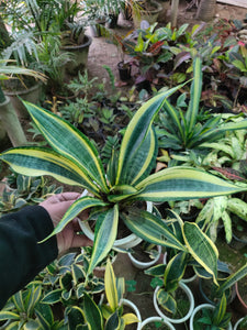 Sansevieria Gold Flame Snake Plant Krish / Ivory-6" Pot