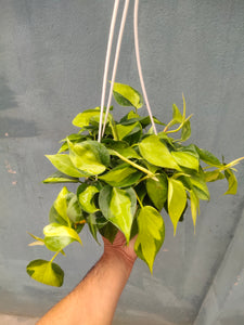 Philodendron Brasil 8" Hanging Pot