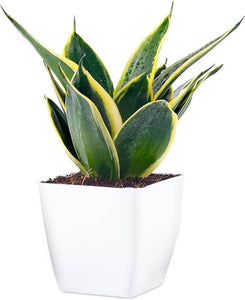 Lotus Snake Plant 6" Square Pot