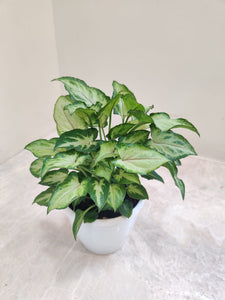 Syngonium Arrow Head Plant 4" Pot