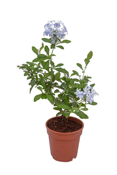 Plumbago Plant Blue Color 7"Bag