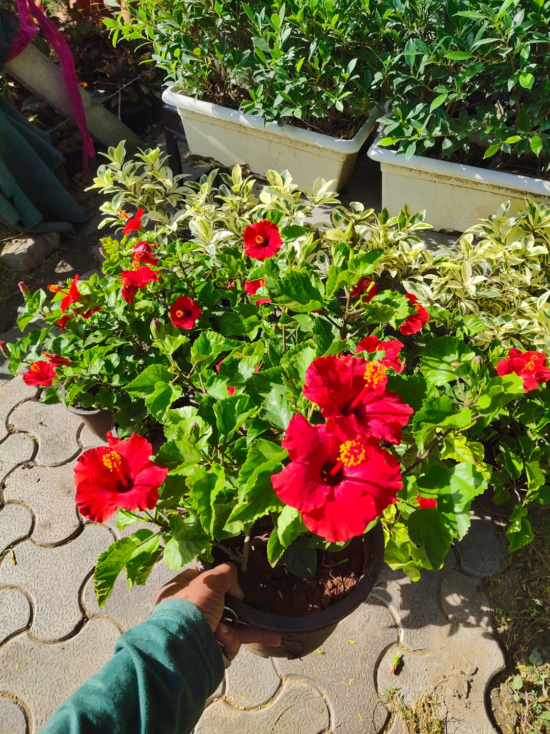 Red Hibiscus Hybrid 8"Pot