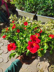 Red Hibiscus Hybrid 8"Pot