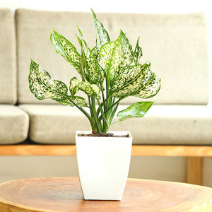 Aglaonema Snow white 6" White Pot