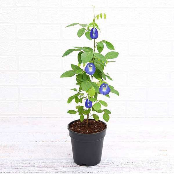 Aparajita Double Petal Blue Color 6" Pot