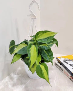 Philodendron Brasil 8" Hanging Pot