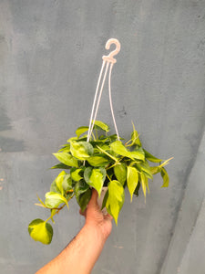 Philodendron Brasil 8" Hanging Pot