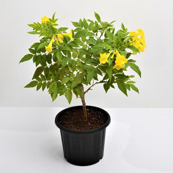 Tecoma Yellow 6-7" Pot/Bag