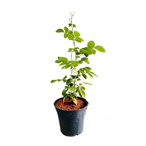 Aparajita Double Petal Plant White 6" Pot