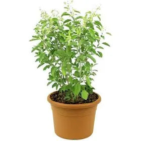 Rama Tulsi 8" Mitti/Plastic Pot