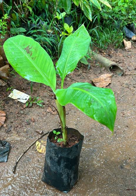 Banana Plant 7" Bag