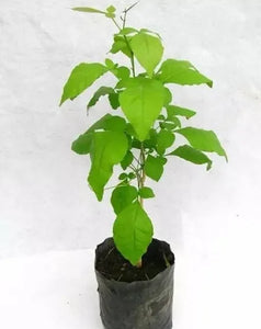 Bel Petra Plant 7" Bag