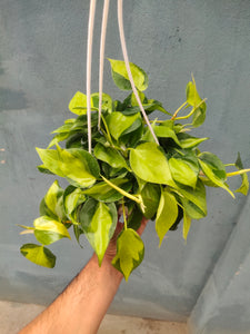 Philodendron Brasil 8" Hanging Pot