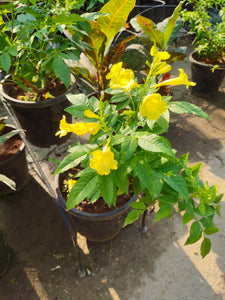 Tecoma Yellow 6-7" Pot/Bag