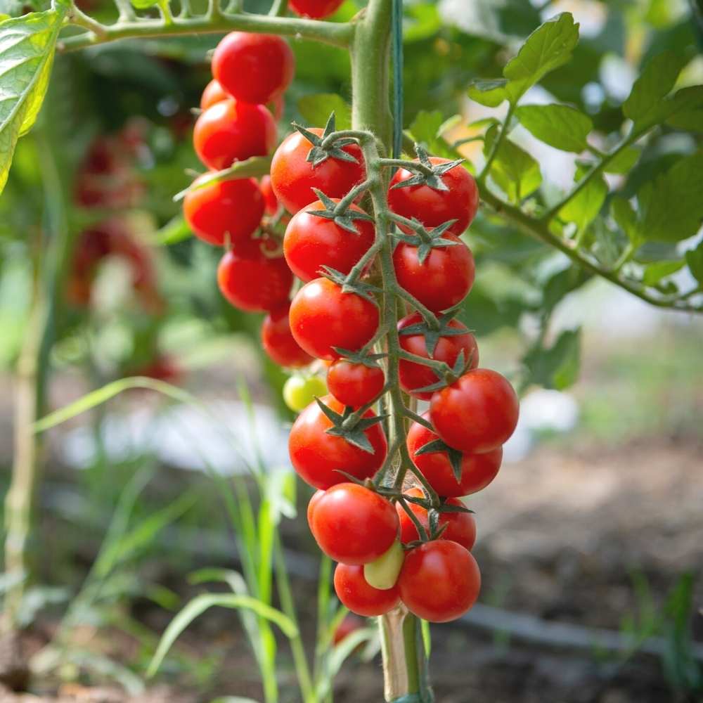 Cherry Tomato Seed 10 GM