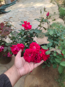 Kashimiri Rose 10" Pot